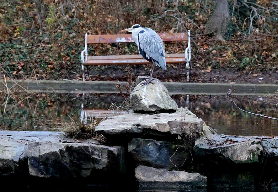 Graureiher im Türkenschanzpark
