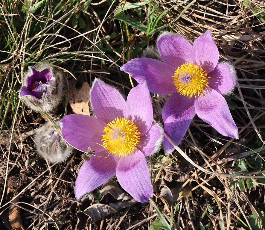 Perchtoldsdorf Hochberg Kuhschelle