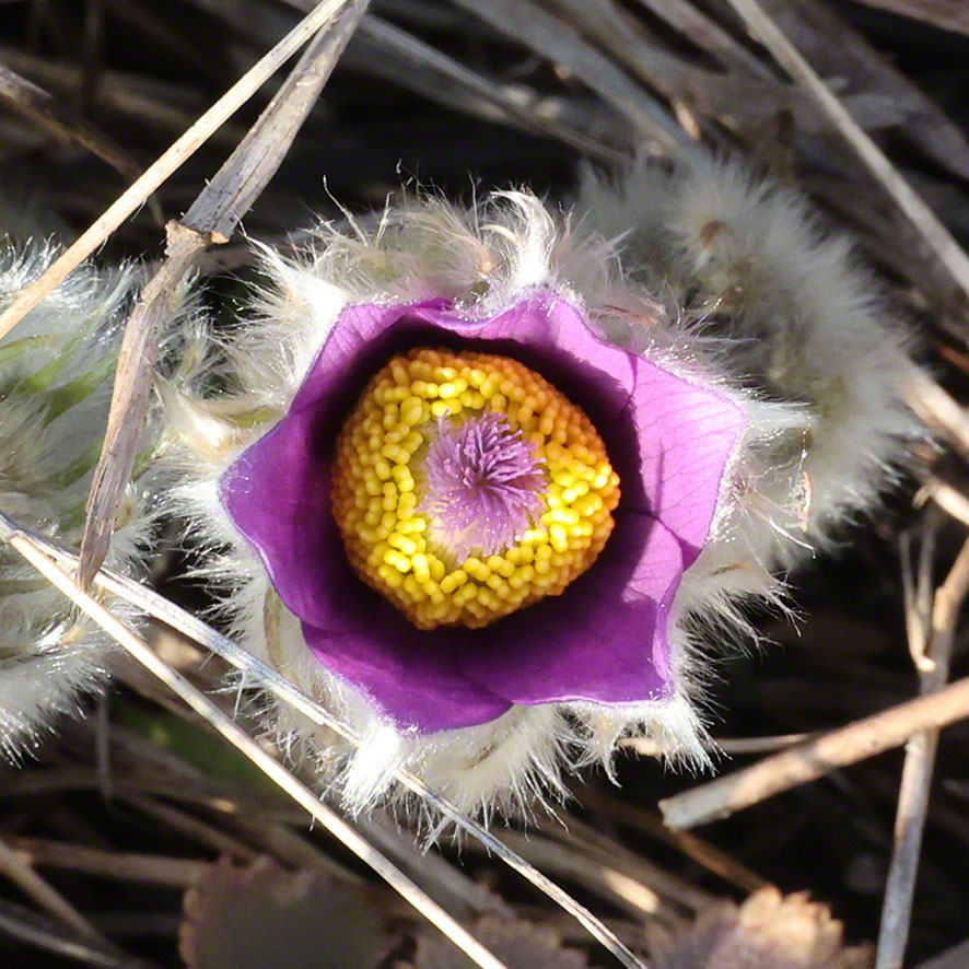 Perchtoldsdorf Heide Kuhschelle