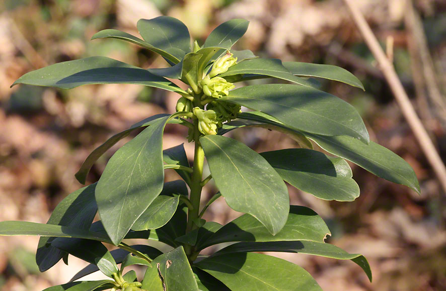 Perchtoldsdorf Hochberg Lorbeerseidelbast