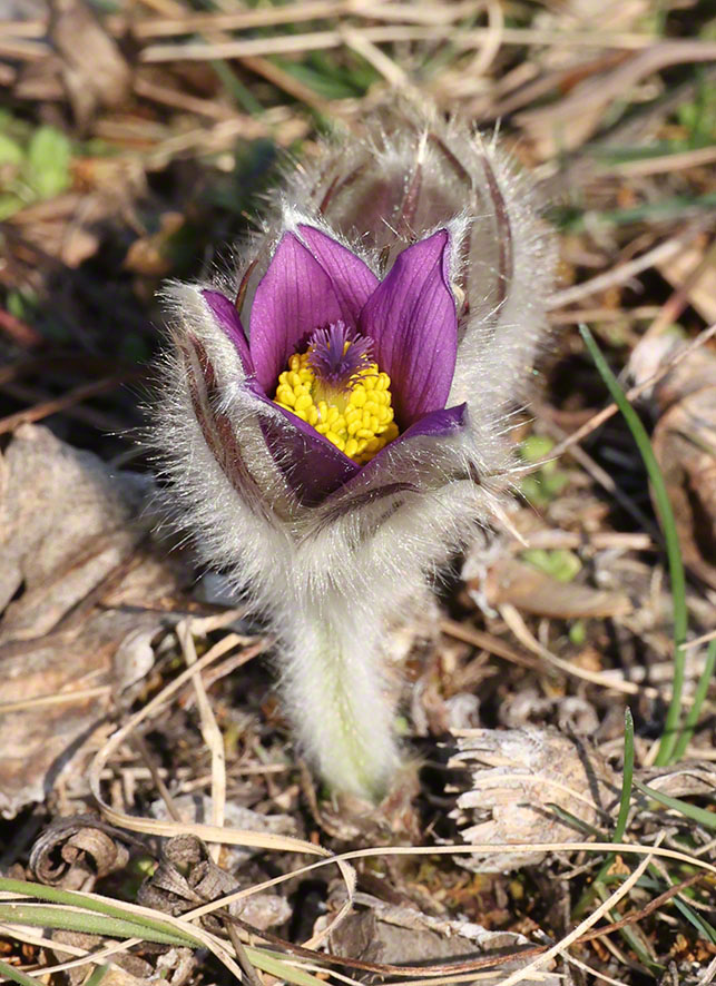 Perchtoldsdorf Hochberg Kuhschelle