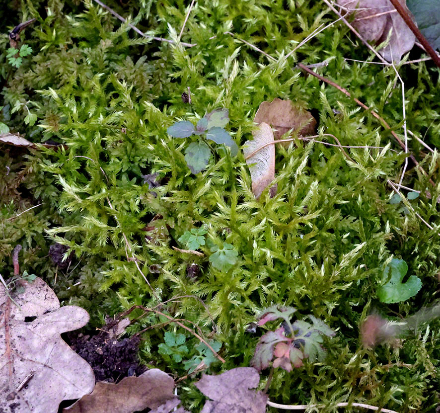 Perchtoldsdorf Hochberg Moos