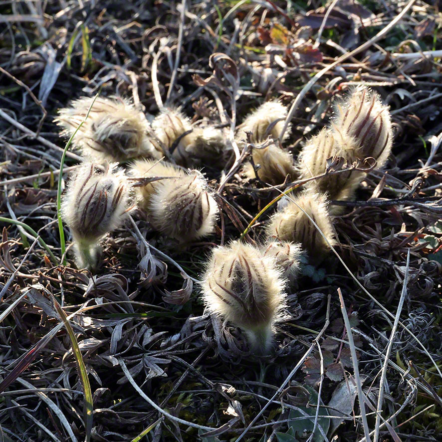 Perchtoldsdorf Heide Kuhschelle