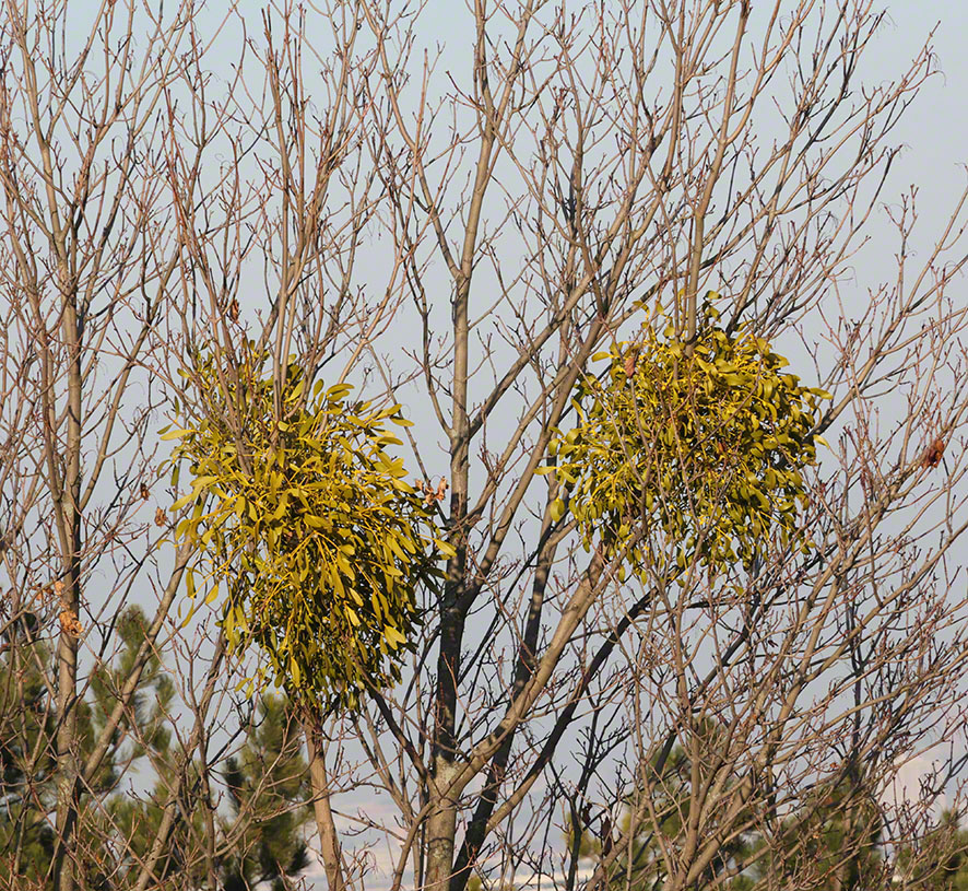 Perchtoldsdorf Heide Mistel