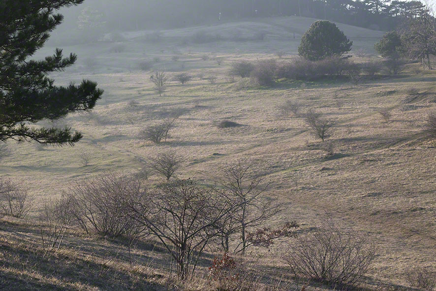 Perchtoldsdorf Heide