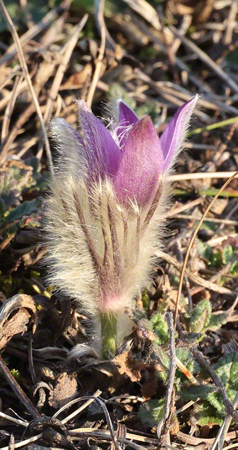 Perchtoldsdorf Heide Kuhschelle