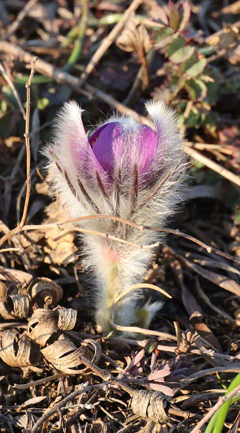 Perchtoldsdorf Heide Kuhschelle