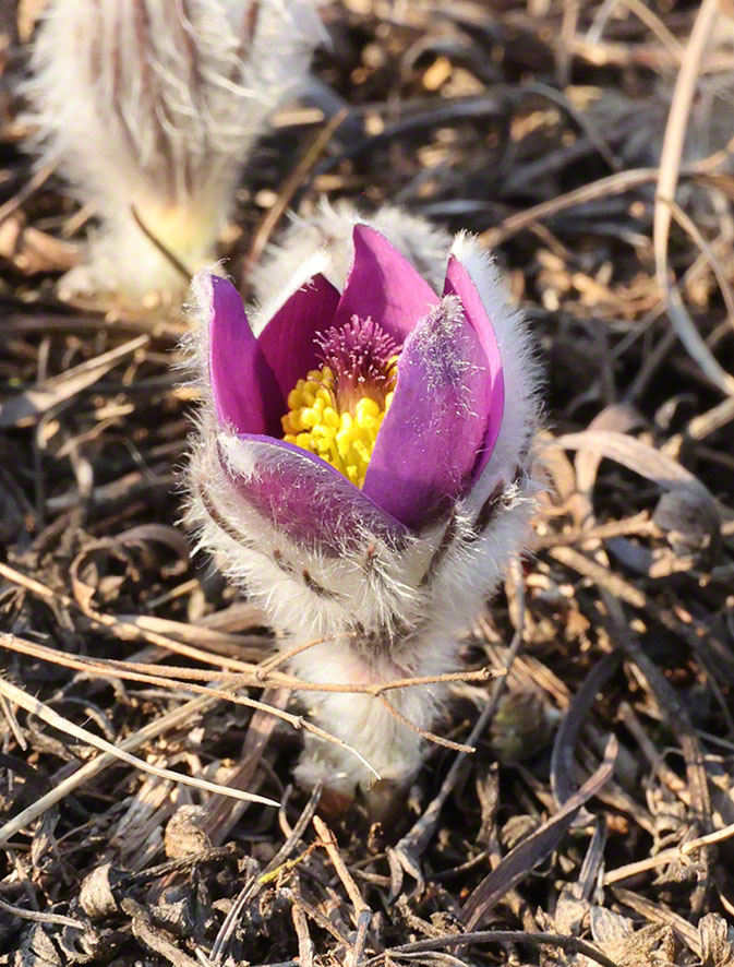 Perchtoldsdorf Heide Kuhschelle