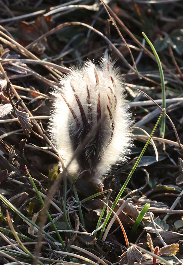 Perchtoldsdorf Heide Kuhschelle