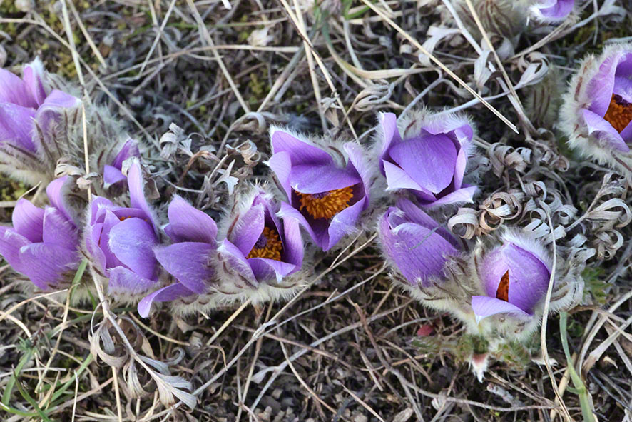 Perchtoldsdorf Heide Kuhschelle