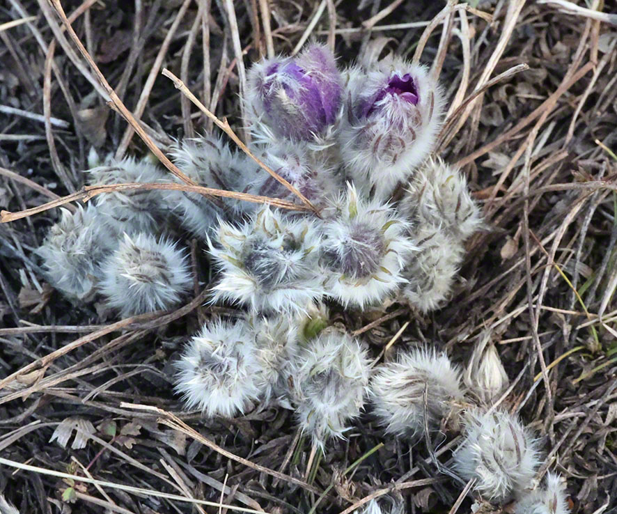 Perchtoldsdorf Heide Kuhschelle