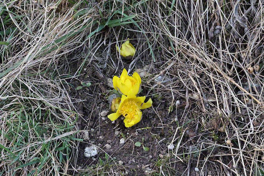 Perchtoldsdorf Heide Adonisröschen