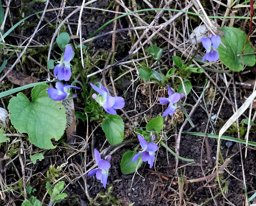 Perchtoldsdorf Heide Veilchen