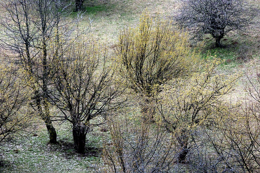 Perchtoldsdorf Heide Kornelkirsche