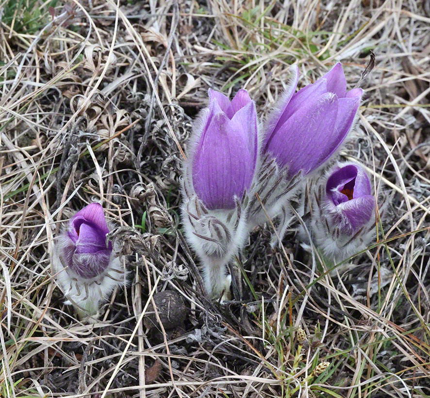 Perchtoldsdorf Heide Kuhschelle