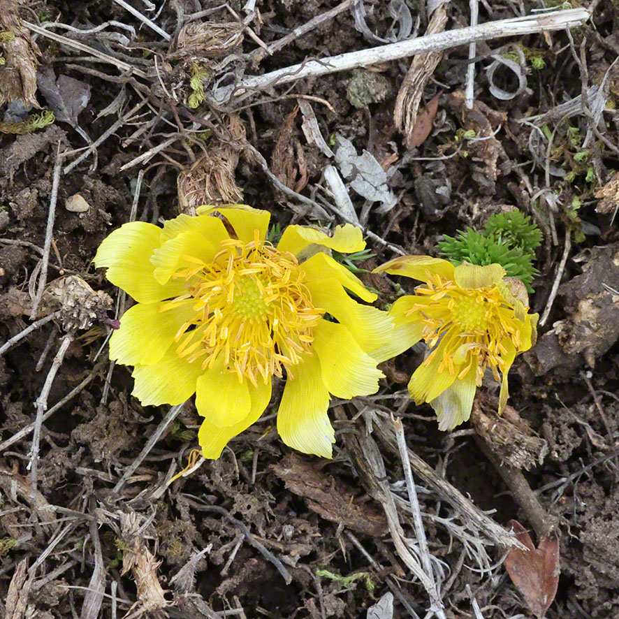 Perchtoldsdorf Heide Adonisröschen