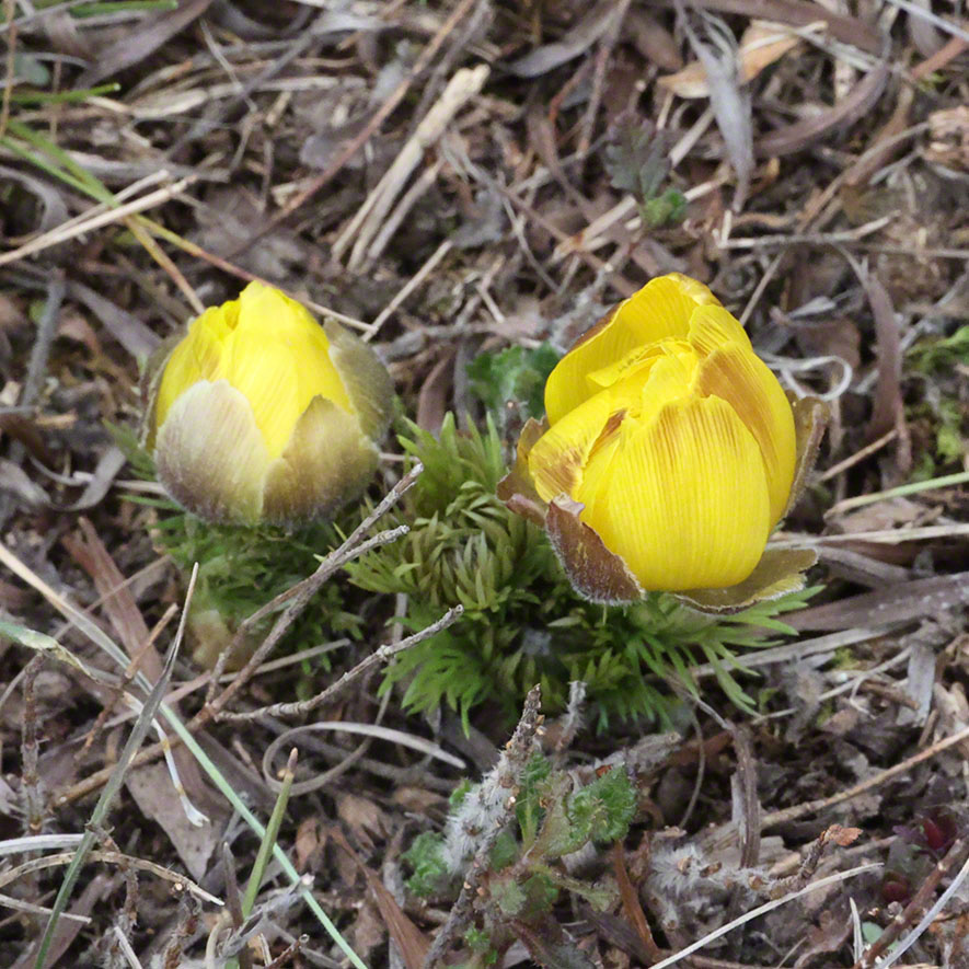 Perchtoldsdorf Heide Adonisröschen