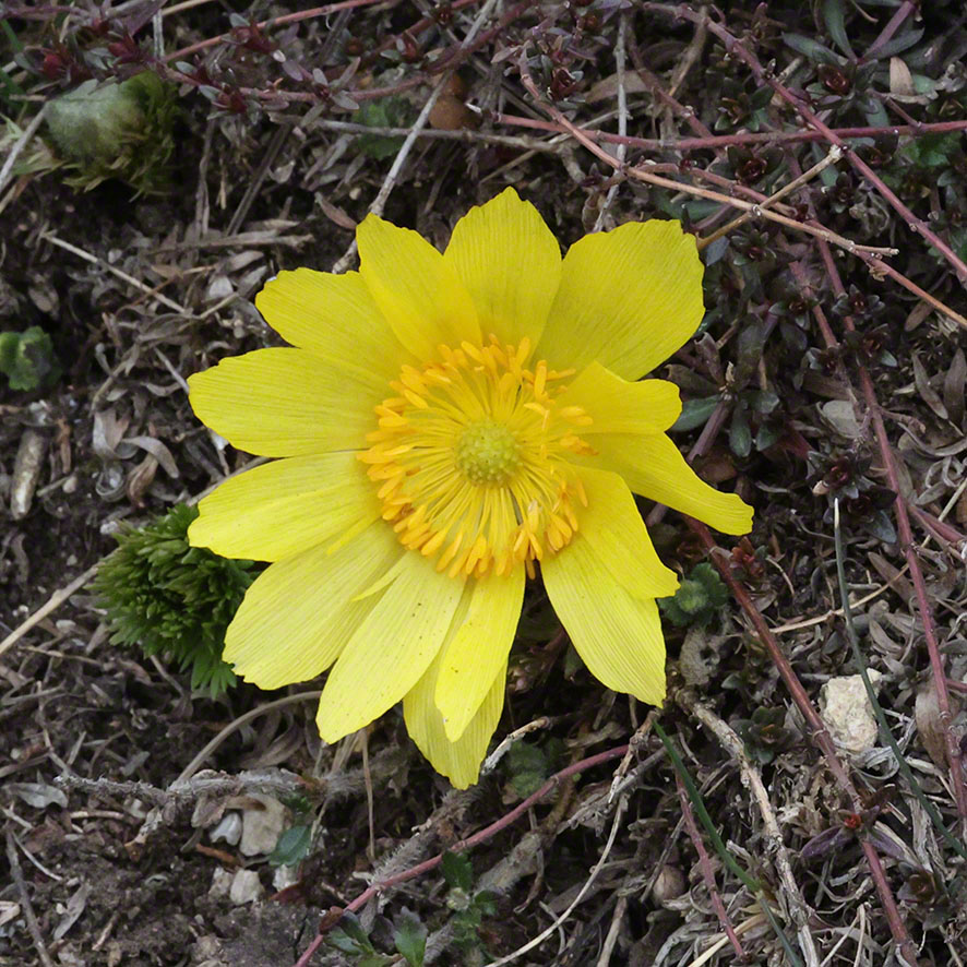 Perchtoldsdorf Heide Adonisröschen