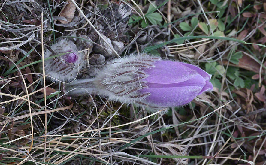 Perchtoldsdorf Heide Kuhschelle