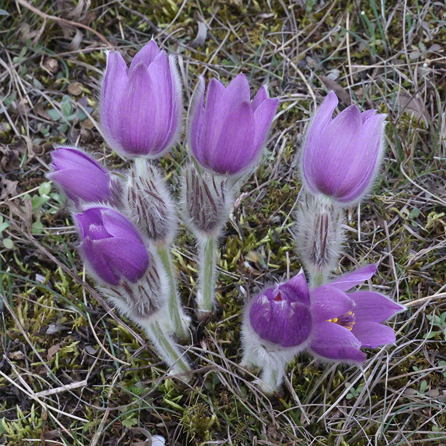 Perchtoldsdorf Heide Kuhschelle