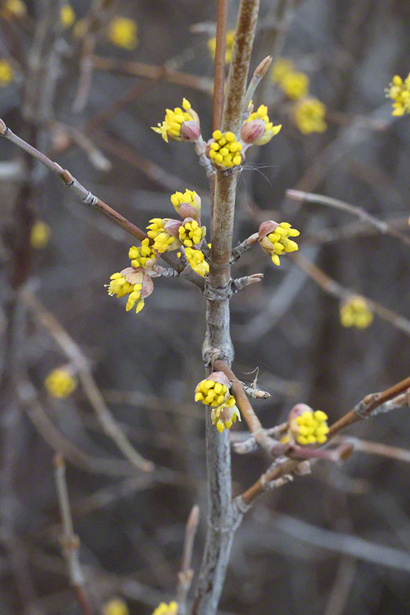 Perchtoldsdorf Heide
