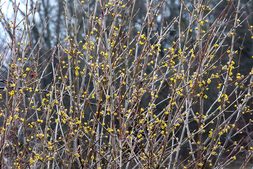 Perchtoldsdorf Heide