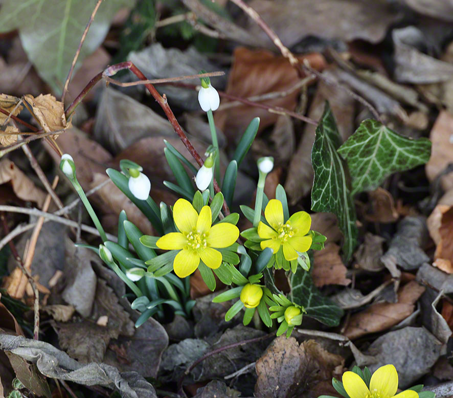 Hintersdorf Winterling