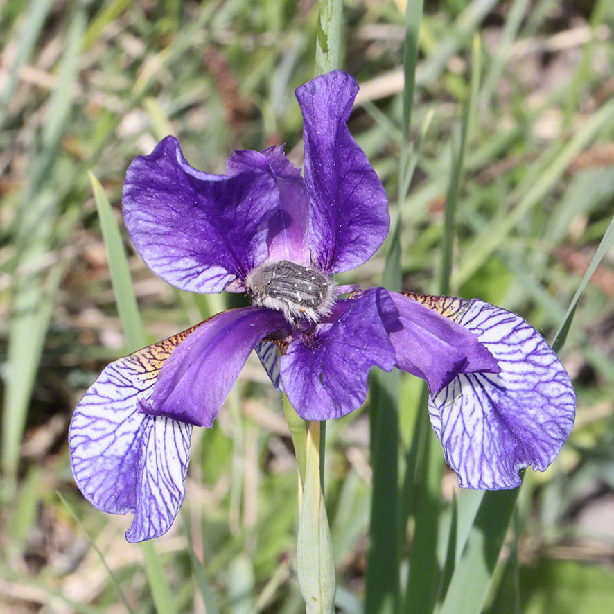 Sibirische Schwertlilie - Iris sibirica