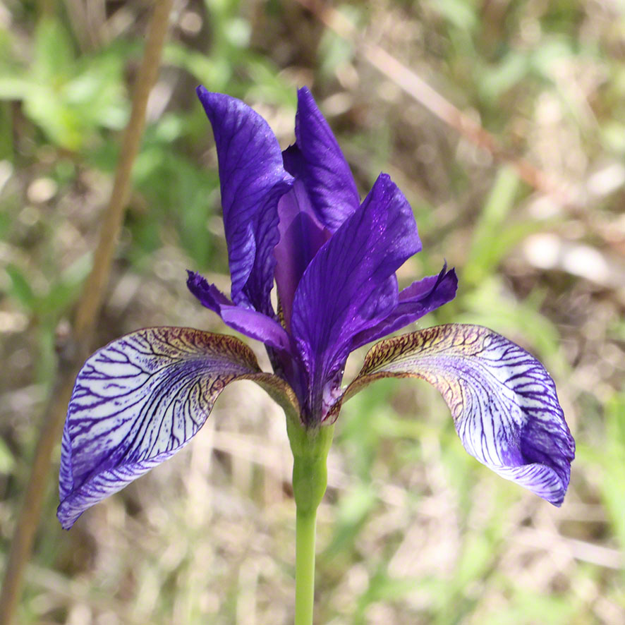 Sibirische Schwertlilie - Iris sibirica
