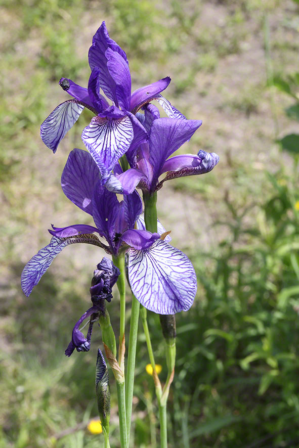 Sibirische Schwertlilie - Iris sibirica