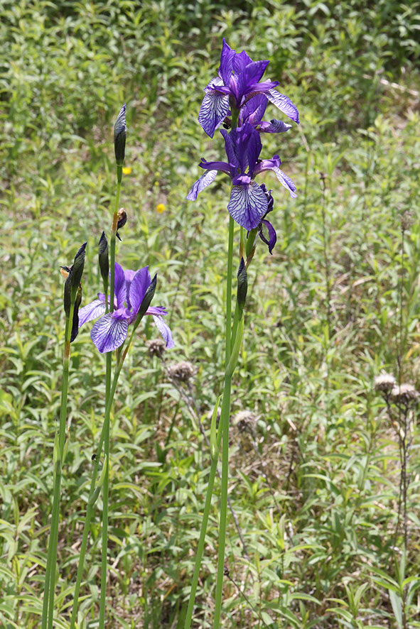 Sibirische Schwertlilie – Iris sibirica