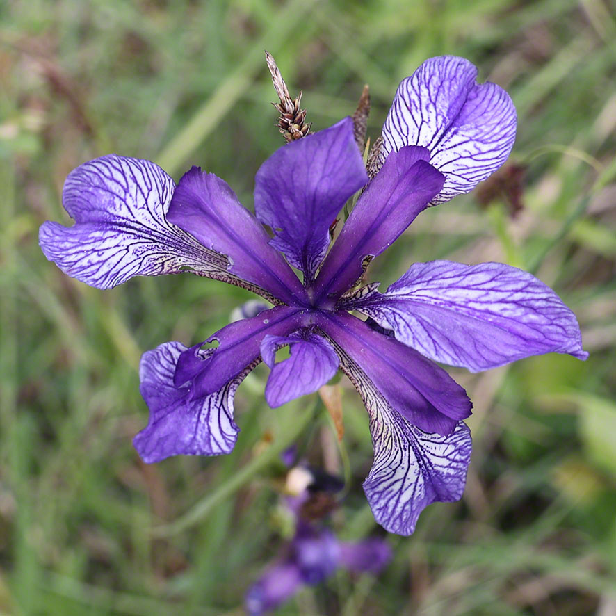 Sibirische Schwertlilie - Iris sibirica