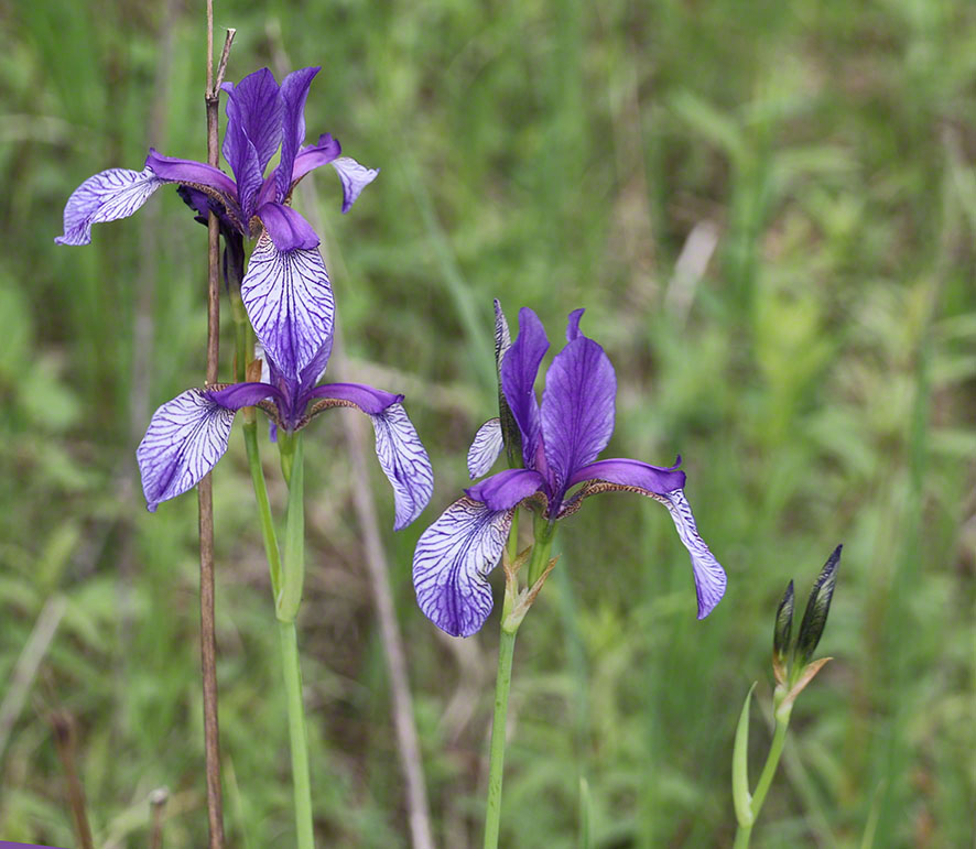 Sibirische Schwertlilie – Iris sibirica