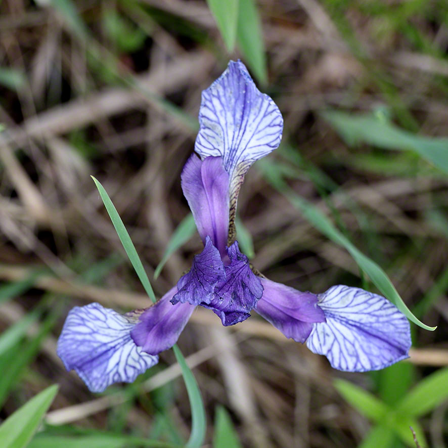 Sibirische Schwertlilie - Iris sibirica