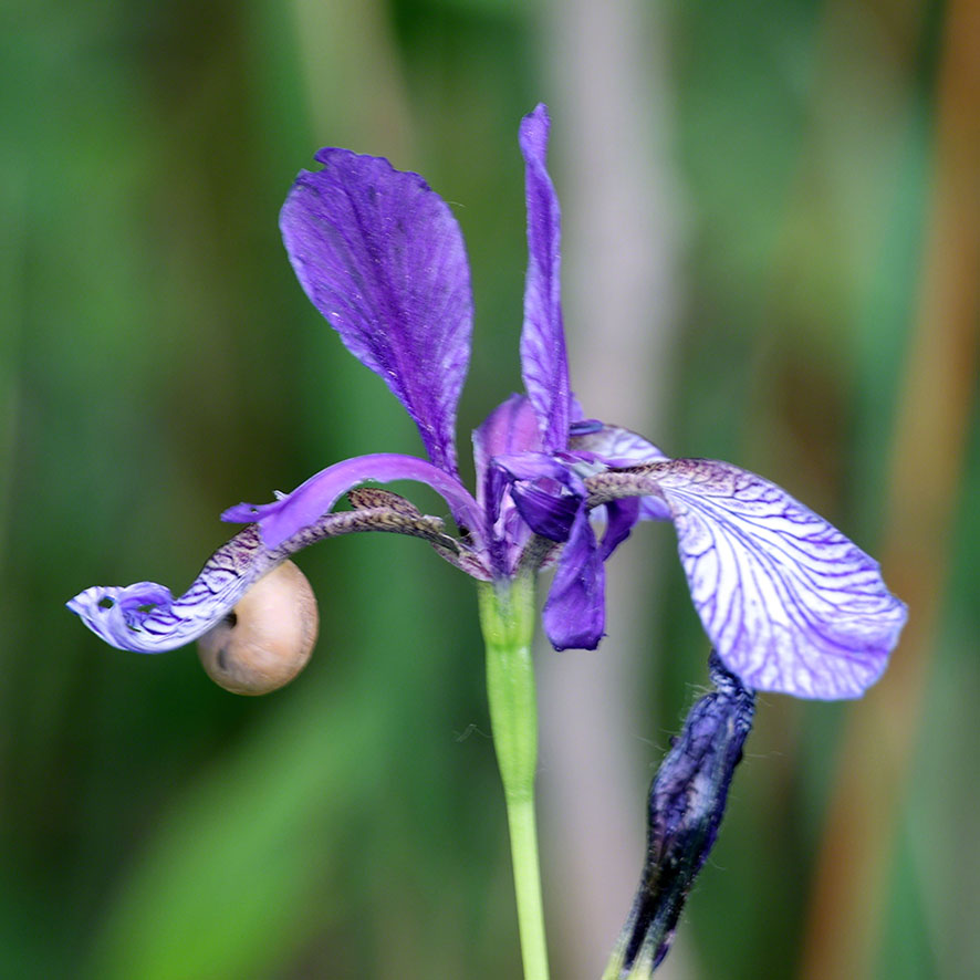 Sibirische Schwertlilie - Iris sibirica