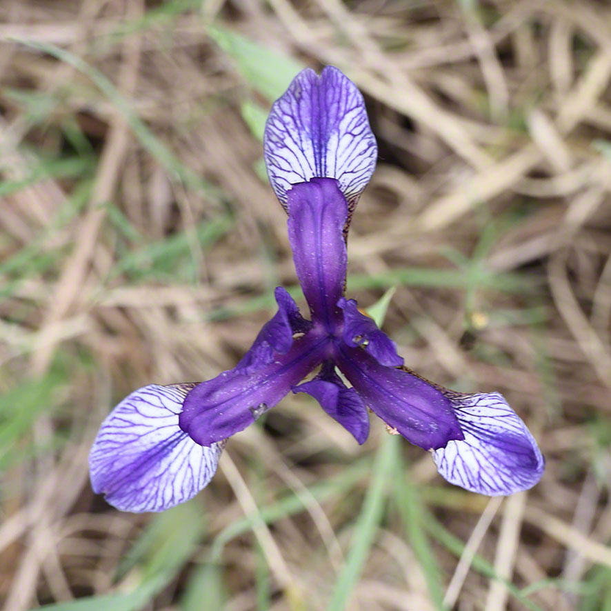 Sibirische Schwertlilie - Iris sibirica