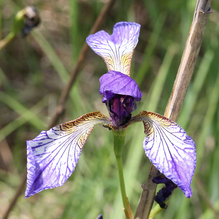 Sibirische Schwertlilie - Iris sibirica