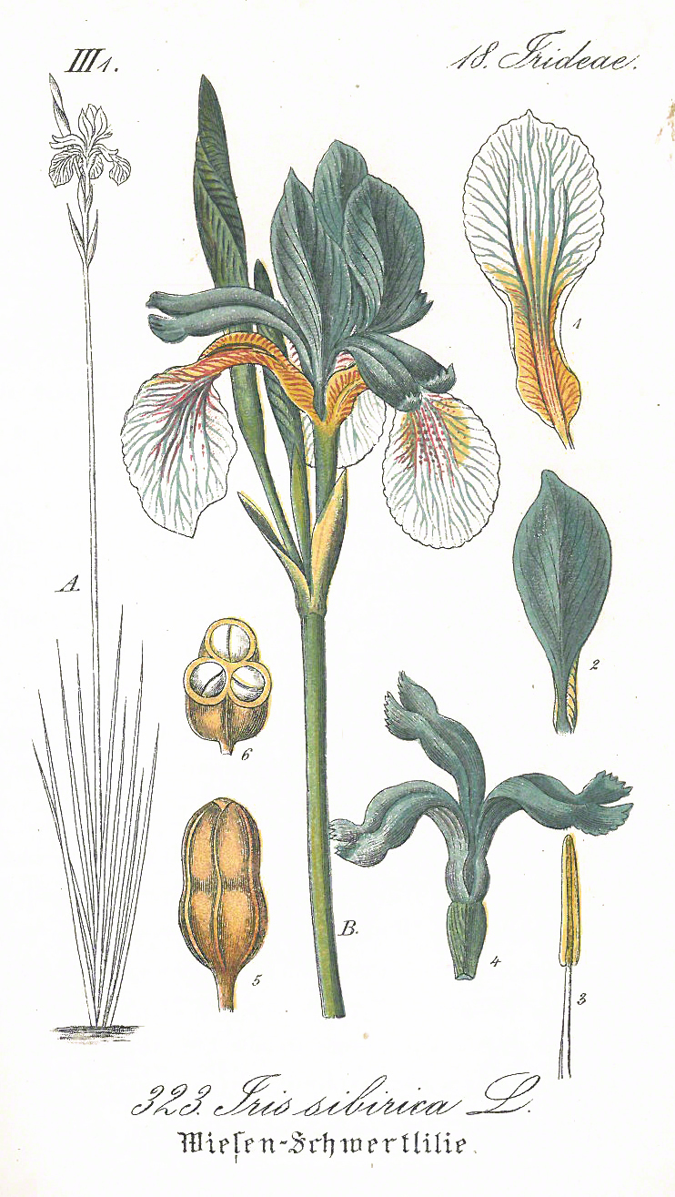 Schlechtendahl Sibirische Schwertlilie – Iris sibirica