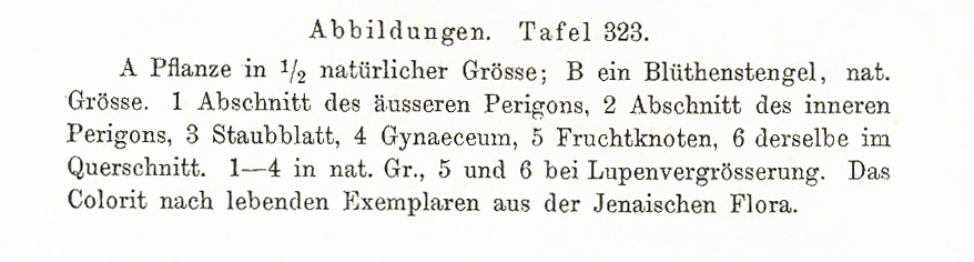 Schlechtendahl Sibirische Schwertlilie – Iris sibirica