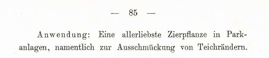 Schlechtendahl Sibirische Schwertlilie – Iris sibirica