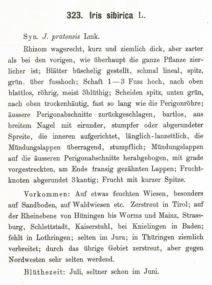 Schlechtendahl Sibirische Schwertlilie – Iris sibirica